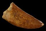 Serrated, Carcharodontosaurus Tooth - Real Dinosaur Tooth #121449-1
